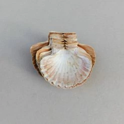 Vendora Κοχυλια. -vendora shop 6fd4461c7a894628d3f181b7bb91434a96c8942c xl