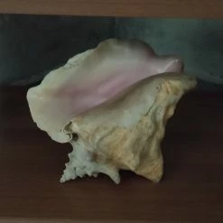 Vendora Μεγάλο θαλάσσιο όστρακο.