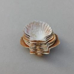 Vendora Κοχυλια. -vendora shop 729607e028edbd1d4c42f2979c36958999d38fca xl