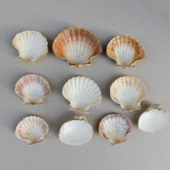 Vendora Κοχυλια. -vendora shop 72d99a8fcf59a12a4dd8fe763e3d838611765d41 xl