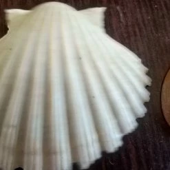 Vendora 12 Κοχύλια της 10ετίας του 1970 -vendora shop 742789c92617d423cb0a31512e7f345912b404a9 xl