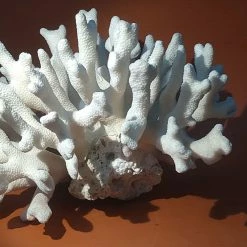 Vendora Φυσικό Κοράλλι λευκό βάρος 1295gr -vendora shop 74ca8ee8941e67f2e7a0187da141b1ad06e2ab76 xl