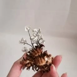 Vendora ΚΟΧΥΛΙΑ Handmade Creation Decor Of Natural Sea Shells Aprox 22cm 13 Vendora ΚΟΧΥΛΙΑ Handmade Creation Decor Of Natural Sea Shells Aprox 22cm -vendora shop 74f9a10de23e682a6dd94b3bb144440378661eca xl