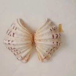 Vendora ΚΟΧΥΛΙΑ Marine Sea Decor 18cm Giant Clam Tridacna Big Conch Natural Craft Ornaments 11 Vendora ΚΟΧΥΛΙΑ Marine Sea Decor 18cm Giant Clam Tridacna Big Conch Natural Craft Ornaments -vendora shop 750d5511edc6516d10e2a41550c9ae2cf0e4185f xl