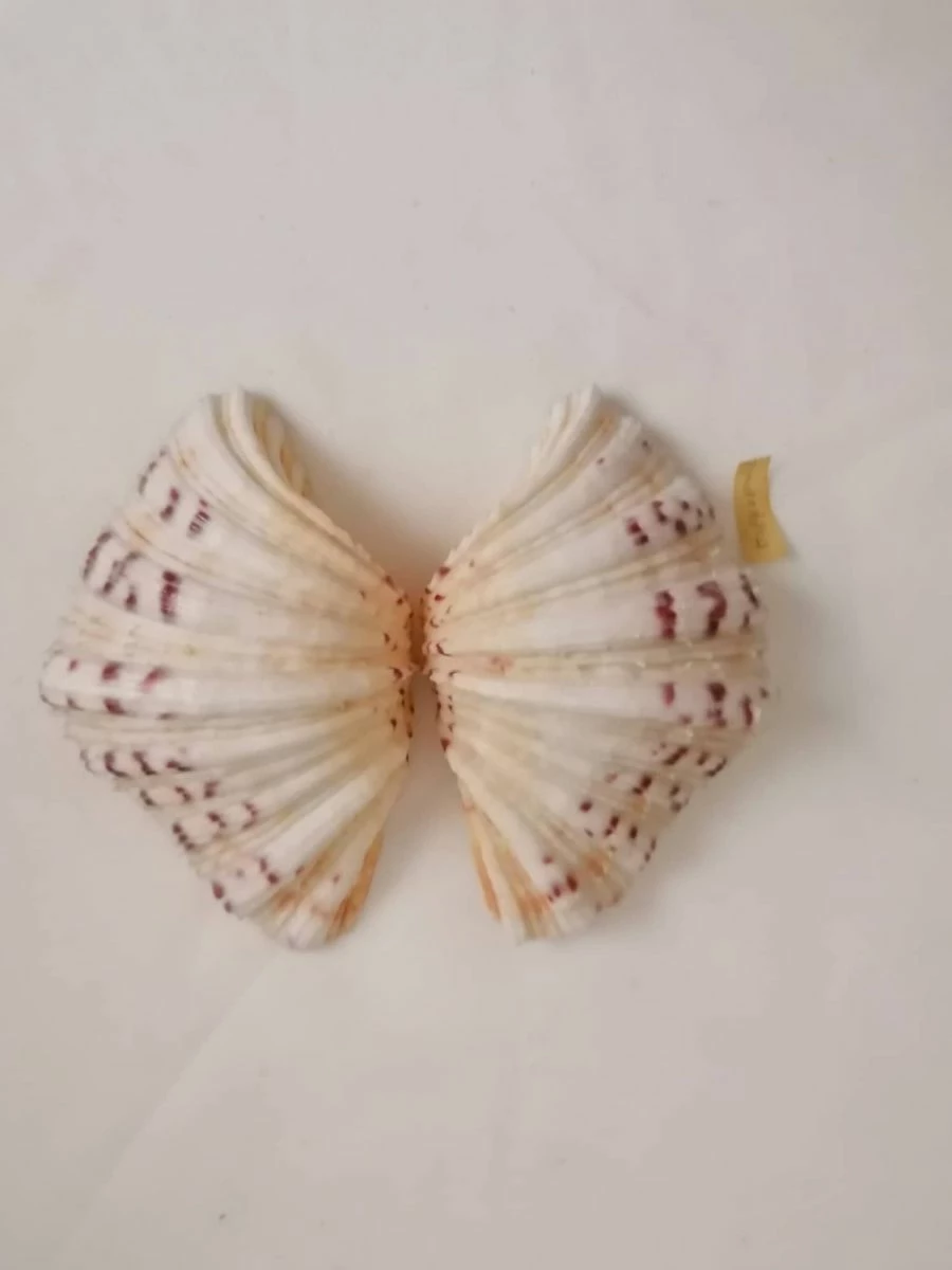 Vendora ΚΟΧΥΛΙΑ Marine Sea Decor 18cm Giant Clam Tridacna Big Conch Natural Craft Ornaments 5 Vendora ΚΟΧΥΛΙΑ Marine Sea Decor 18cm Giant Clam Tridacna Big Conch Natural Craft Ornaments - Image 3