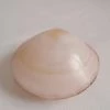 Vendora ΚΟΧΥΛΙΑ Collectible Seashell Sealed Clam Shell 8,5cm -vendora shop 75198f0982255651321a2d1c334d95ecf152bdfa xl