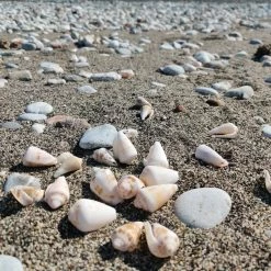 Vendora Κοχύλια 10 Kg -vendora shop 75d0f4e8f8f5aa2ac392b5feca55fd18089b0c04 xl