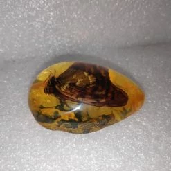 Vendora Πεταλουδα Σε Απομιμηση Κεχριμπαριου -vendora shop 7656a9ee57bb889783c785c9b8a6d1a918d9c464 xl