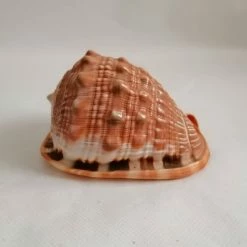 Vendora ΚΟΧΥΛΙΑ Natural Big Sea Shells Snail Wanbao Conch Helmet Shell Νο2 -vendora shop 76a60eb8c4a4e7c33fc612877ed3b408d5a9e951 xl
