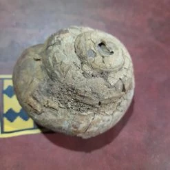 Vendora Απολιθωμενο οστρακο -vendora shop 76c0346652bc24201f24c6620ae2acc706cc8777 xl