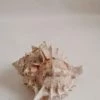 Vendora ΚΟΧΥΛΙΑ Marine Sea Decoration 9 Cm Conch Natural Ornaments Shell -vendora shop 7879a60cb556e02c9b37a15b20c4d77011a9418f xl