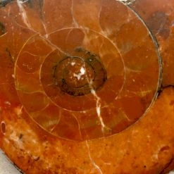 Vendora Απολίθωμα Αμμωνίτης (Ammonite Fossil) -vendora shop 7e2357866854f251136044c01174fed2fc54baef xl