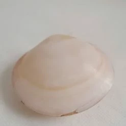 Vendora ΚΟΧΥΛΙΑ Collectible Seashell Sealed Clam Shell 8,5cm -vendora shop 7ea8670e01c98cf651611aa5def5261c253b7c92 xl