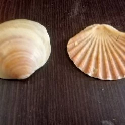 Vendora 12 Κοχύλια της 10ετίας του 1970 -vendora shop 7eb07340abc1e231c913e00bd34b8885e367d894 xl