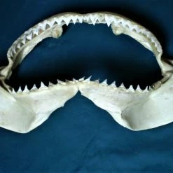 Vendora Σιαγόνα με δόντια καρχαρία σκελετός -vendora shop 7f200b8234fc3fa9b80ac5ae57b75f502107d617 xl