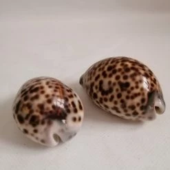 Vendora ΚΟΧΥΛΙΑ Tiger Shell Cowrie 2 Pcs Spotted Specimen Natural -vendora shop 7f38314f67c0f5d317b0d6d8d73e145ce36f6ca3 xl