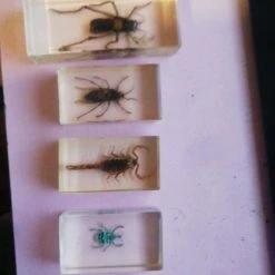 Vendora Bug Collection