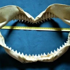 Vendora Σιαγόνα με δόντια καρχαρία σκελετός -vendora shop 7fdbac92bf420072fd685fa9b924667afb169a4b xl