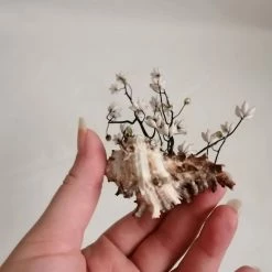 Vendora ΚΟΧΥΛΙΑ Handmade Creation Decor Of Natural Sea Shells Aprox 17cm 10 Vendora ΚΟΧΥΛΙΑ Handmade Creation Decor Of Natural Sea Shells Aprox 17cm -vendora shop 800e069c93cc3fd94594077467d230af51bcd9f0 xl