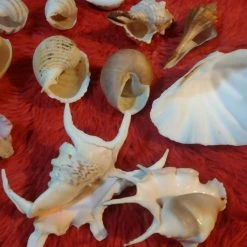 Vendora ΔΙΑΦΟΡΑ ΚΟΧΥΛΙΑ ΓΙΑ ΔΙΑΚΟΣΜΗΣΗ -vendora shop 8227f0dfda742b282e3aac2dccee0abda1fd17d0 xl