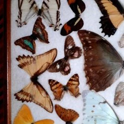 Vendora ΠΕΤΑΛΟΥΔΕΣ ΒΡΑΖΙΛΙΑΣ ΒΑΛΣΑΜΩΜΕΝΕΣ