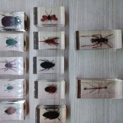 Vendora Συλλογή Σπάνιων ειδών εντόμων