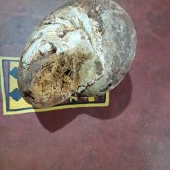 Vendora Απολιθωμενο οστρακο -vendora shop 8384a036f970fdc69d91fff20049494d48c33c8f xl