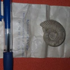 Vendora Απολιθωμένος ναυτιλος -vendora shop 8435030ab06e9f9f0d7bfa351f3f193b77070986 xl