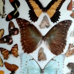 Vendora ΠΕΤΑΛΟΥΔΕΣ ΒΡΑΖΙΛΙΑΣ ΒΑΛΣΑΜΩΜΕΝΕΣ -vendora shop 852a57fdbc595fa115ed3b94d9567b3810b324b6 xl