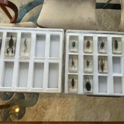 Vendora Deagostini Vintage Συλλογή Εντόμων -vendora shop 85e48eca04b9209ed3a31575d09562cf8d9b16fa xl