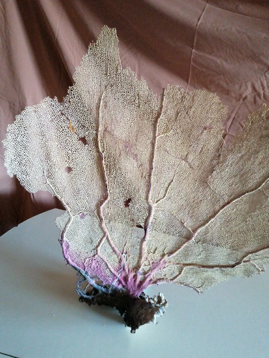 Vendora Φυσικό γνήσιο κοράλλι. 3 Vendora Φυσικό γνήσιο κοράλλι.