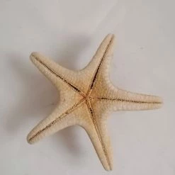 Vendora ΚΟΧΥΛΙΑ Big Natural Thorny Starfish, Sea Ocean Water Marine Ornamental Bathroom Shell 8 Vendora ΚΟΧΥΛΙΑ Big Natural Thorny Starfish, Sea Ocean Water Marine Ornamental Bathroom Shell -vendora shop 8972ace0a4c51ea778a39ae3871c47f9690ca59c xl