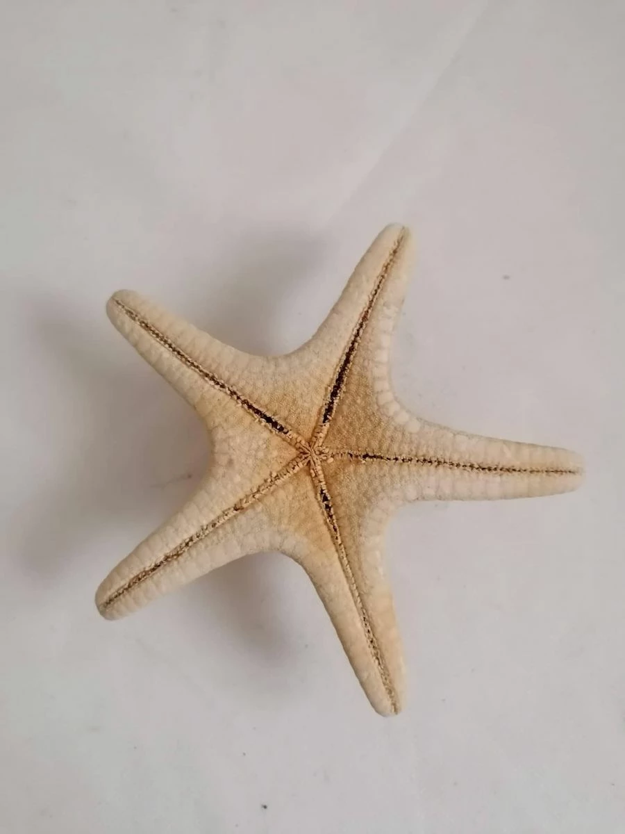 Vendora ΚΟΧΥΛΙΑ Big Natural Thorny Starfish, Sea Ocean Water Marine Ornamental Bathroom Shell 5 Vendora ΚΟΧΥΛΙΑ Big Natural Thorny Starfish, Sea Ocean Water Marine Ornamental Bathroom Shell - Image 3