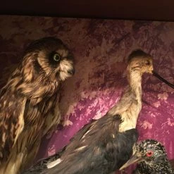 Vendora ΣΥΛΛΟΓΗ ΑΠΟ ΤΑΡΥΧΕΥΜΕΝΑ ΠΟΥΛΙΑ & ΜΙΚΡΟΖΩΑ 23 Vendora ΣΥΛΛΟΓΗ ΑΠΟ ΤΑΡΥΧΕΥΜΕΝΑ ΠΟΥΛΙΑ & ΜΙΚΡΟΖΩΑ -vendora shop 898ef69e7d2c40ba3976bd1b68502e72ceba22ca xl