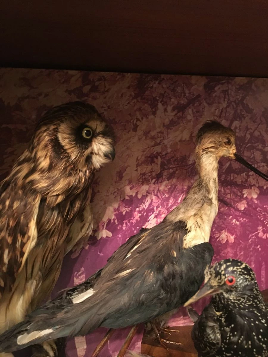 Vendora ΣΥΛΛΟΓΗ ΑΠΟ ΤΑΡΥΧΕΥΜΕΝΑ ΠΟΥΛΙΑ & ΜΙΚΡΟΖΩΑ 12 Vendora ΣΥΛΛΟΓΗ ΑΠΟ ΤΑΡΥΧΕΥΜΕΝΑ ΠΟΥΛΙΑ & ΜΙΚΡΟΖΩΑ - Image 10