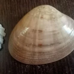 Vendora 12 Κοχύλια της 10ετίας του 1970 -vendora shop 8a55e242ff475dd48350a5983222e3961c600d01 xl