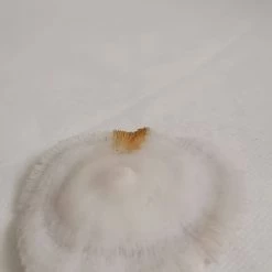 Vendora ΚΟΧΥΛΙΑ White Natural Mushroom Coral Round 8,5cm -vendora shop 8b73b304faf7181823afd2c452c848c1d008ebb4 xl