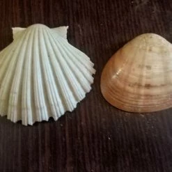 Vendora 12 Κοχύλια της 10ετίας του 1970 -vendora shop 8c15f0c94c58159997a8d52a17324ff5d535cfb7 xl