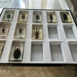 Vendora Deagostini Vintage Συλλογή Εντόμων -vendora shop 8c33157669aeab0c435537aea7c87a8b4219cb17 xl