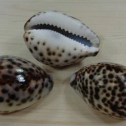 Vendora Κοχύλι κυπραία τίγρης μικρό -vendora shop 8d6c640958c5862e7d530babe60295d9fb63b6e7 xl