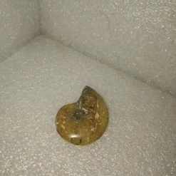 Vendora Απολιθωμα Πετρωμα Κοχυλι Μαδαγασκαρης -vendora shop 8da2c3a505f4e8badab3072ba0ca486068961696 xl