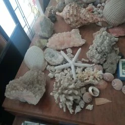 Vendora ΚΟΧΥΛΙΑ ΟΣΤΡΑΚΑ. ΠΕΤΡΩΜΑΤΑ η τιμή είναι για ολα 22 Vendora ΚΟΧΥΛΙΑ ΟΣΤΡΑΚΑ. ΠΕΤΡΩΜΑΤΑ η τιμή είναι για ολα -vendora shop 8e651f67b4768b878d08cbfb34402f564bad0093 xl