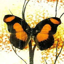 Vendora Συλλογη Πεταλουδες Βαλσαμωμενες σε καδρο του 1973 -vendora shop 8fa6661999b653df412bb0e8b87f6a38737a2c62 xl