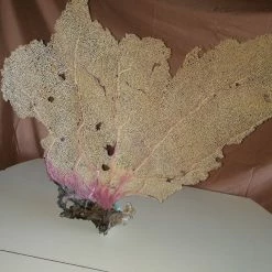 Vendora Φυσικό γνήσιο κοράλλι. 18 Vendora Φυσικό γνήσιο κοράλλι. -vendora shop 90466c5154197fbc2158990a0a5002aed6f8c717 xl