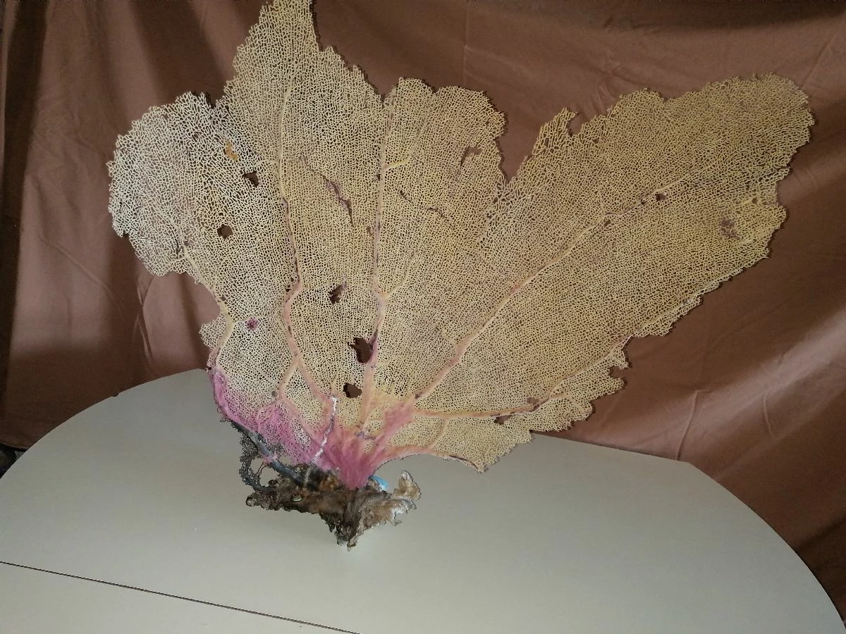 Vendora Φυσικό γνήσιο κοράλλι. 7 Vendora Φυσικό γνήσιο κοράλλι. - Image 5