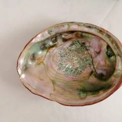 Vendora ΚΟΧΥΛΙΑ Large Abalone Shell Pacific Mother Of Pearls - Rare Find Coral Peach Color -vendora shop 912b7a3e8b7c67c342dcb2dbc749031eaed40cb2 xl