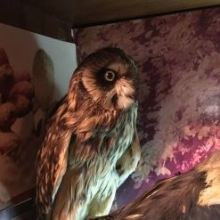 Vendora ΣΥΛΛΟΓΗ ΑΠΟ ΤΑΡΥΧΕΥΜΕΝΑ ΠΟΥΛΙΑ & ΜΙΚΡΟΖΩΑ 16 Vendora ΣΥΛΛΟΓΗ ΑΠΟ ΤΑΡΥΧΕΥΜΕΝΑ ΠΟΥΛΙΑ & ΜΙΚΡΟΖΩΑ -vendora shop 928923de09747ec6331e90daf9e3d36dccd2a8c9 xl