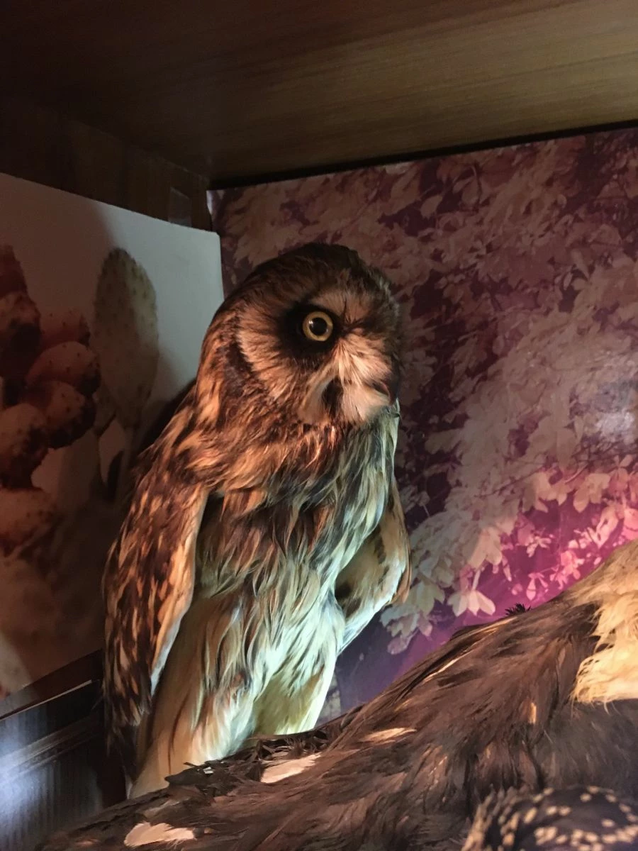 Vendora ΣΥΛΛΟΓΗ ΑΠΟ ΤΑΡΥΧΕΥΜΕΝΑ ΠΟΥΛΙΑ & ΜΙΚΡΟΖΩΑ 5 Vendora ΣΥΛΛΟΓΗ ΑΠΟ ΤΑΡΥΧΕΥΜΕΝΑ ΠΟΥΛΙΑ & ΜΙΚΡΟΖΩΑ - Image 3