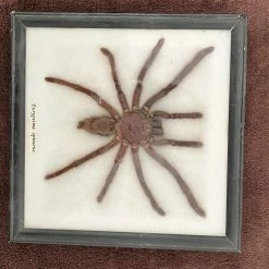 Vendora Tarantula "Eurypeima Spinicrus" βαλσαμωμένη -vendora shop 95d859cc1f090017708fa591af668631f7053790 xl