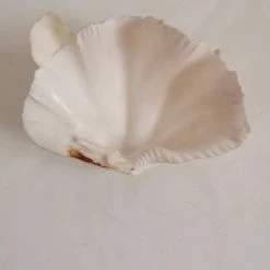Vendora ΚΟΧΥΛΙΑ Marine Sea 15cm Giant Clam Tridacna Big Conch Natural Craft Ornaments Shell -vendora shop 95d892fff38612c8b1478e5d1e0877eb7fffa842 xl
